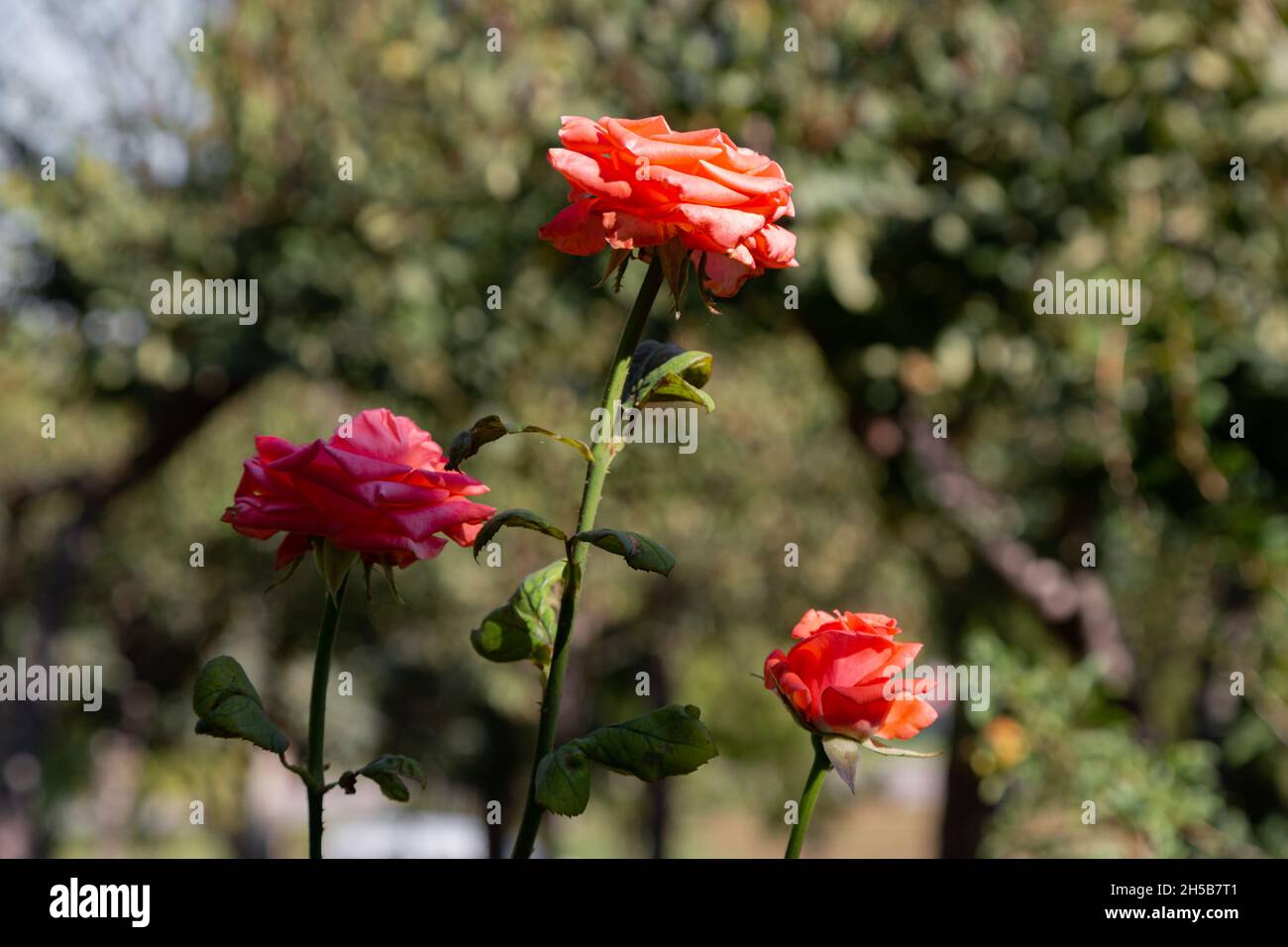 Orange rose whose branches are full of sharp thorns. The orange rose represents desire, enthusiasm and pride. Stock Photo