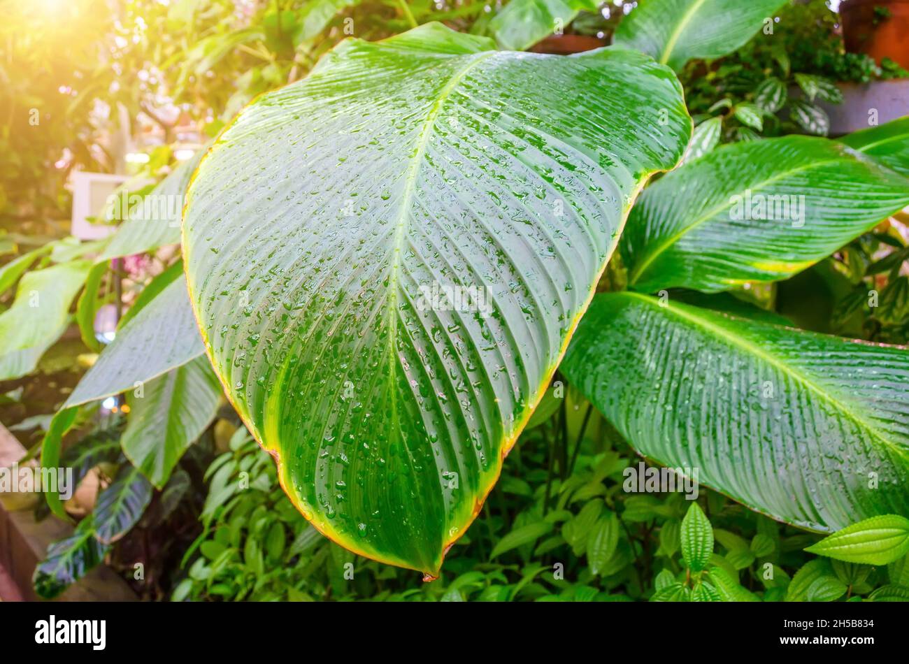 Close up Dumb Cane leaves or Dieffenbachia, Calathea- nature background,  contrast pattern on leaves Stock Photo - Alamy
