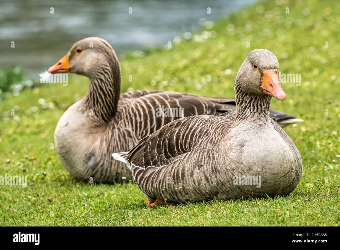 Close up of pair of greylag geese, Anser anser, resting on grassy riverbank, River Esk, Musselburgh, East Lothian, Scotland, UK Stock Photo