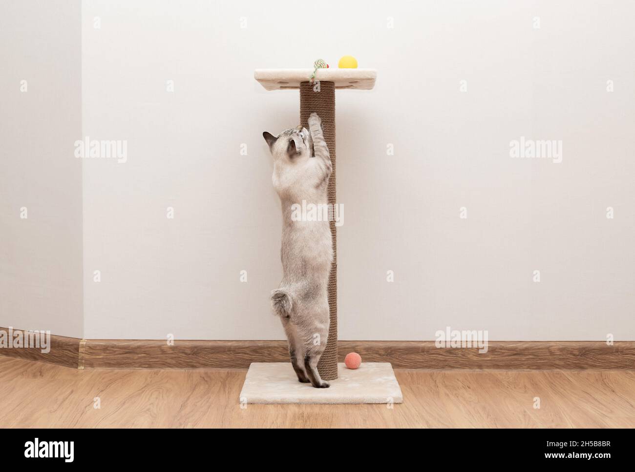 playful cat climbing on scratching post Stock Photo Alamy