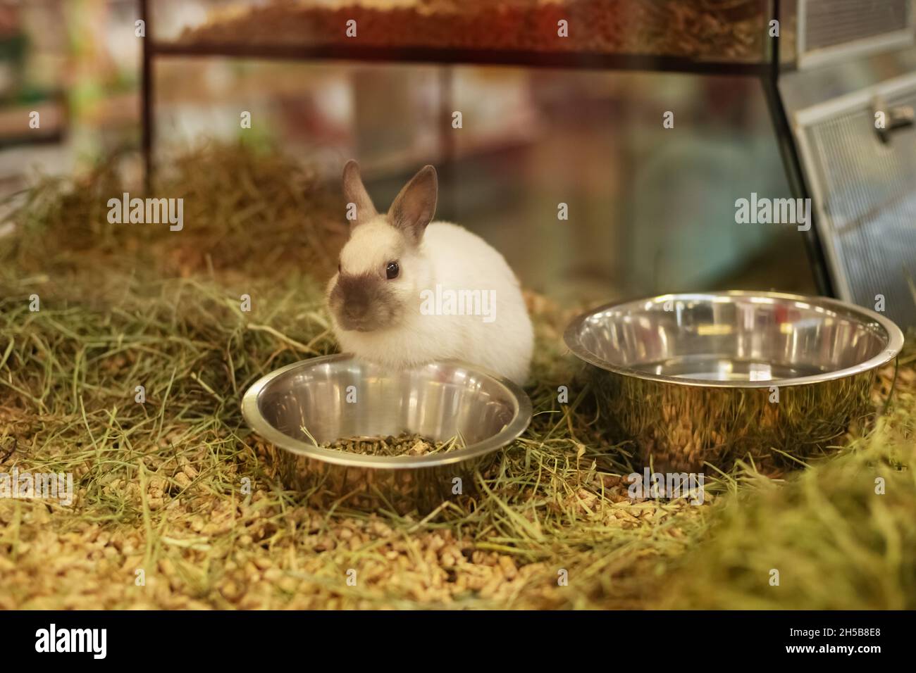 Rabbit for sale behind the glass showcase in a pet shop Stock Photo - Alamy