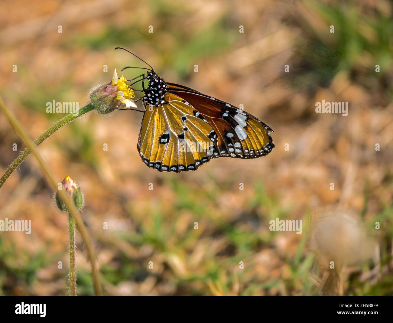 Colourful African Monarch, Plain Tiger butterfly, Danaus chrysippus, Greater Kruger National Park, South Africa Stock Photo