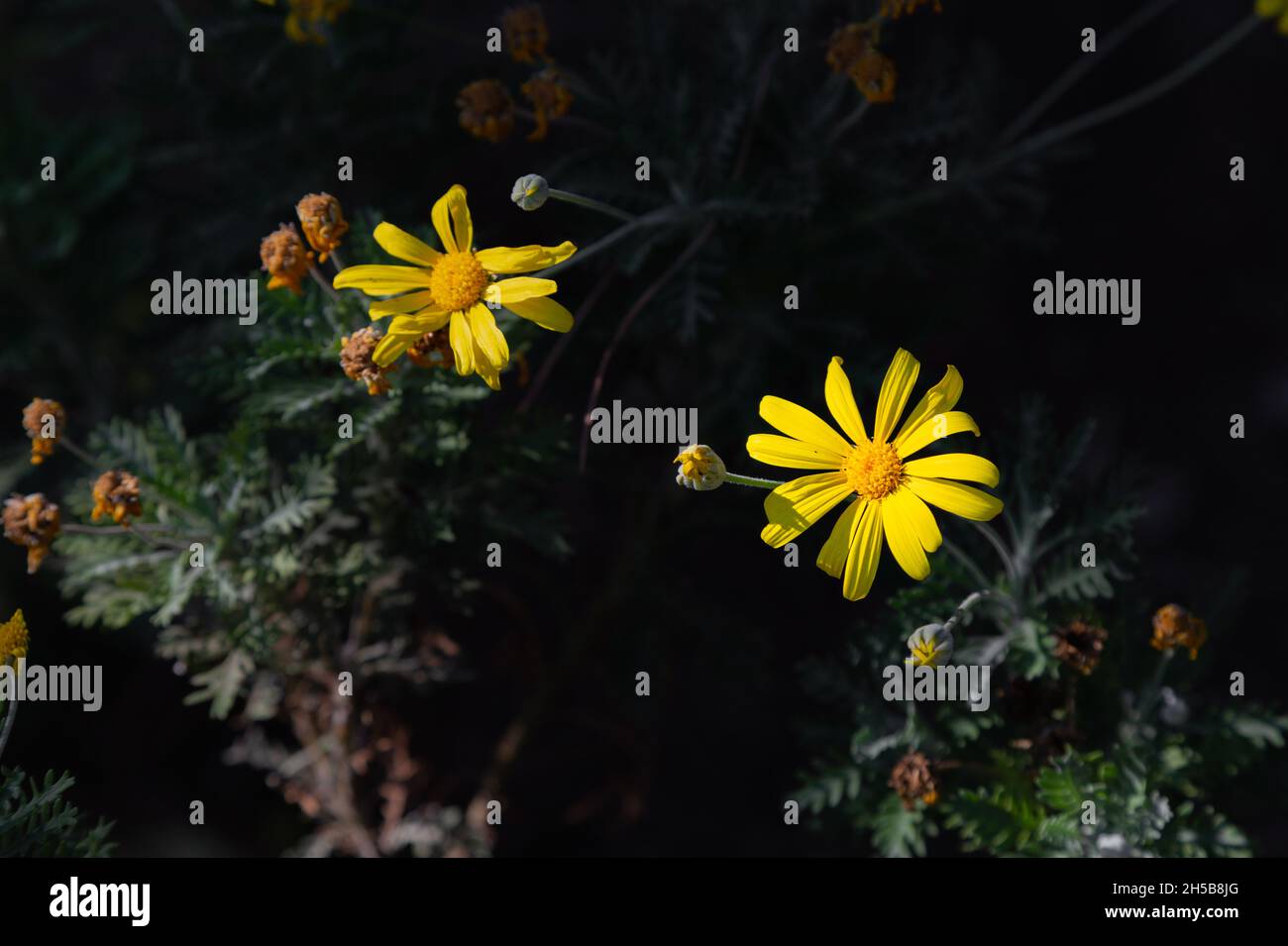 Yellow Euryops pectinatus. Grey-leaved Euryops pectinatus is a species of flowering plant in the Asteraceae family. Stock Photo
