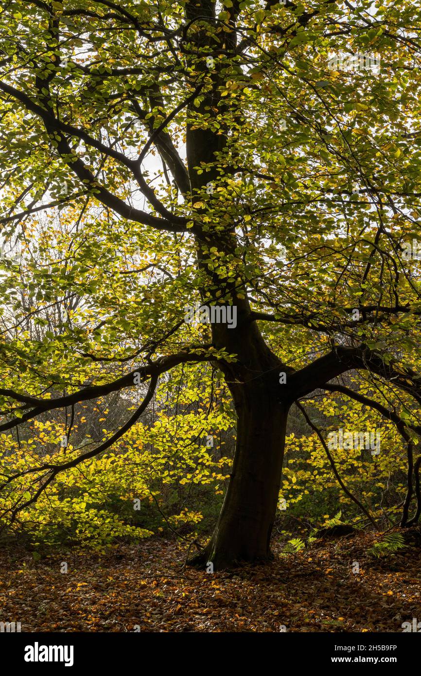 Autumn light, beech trees at Wentwood Forest, Gwent, Wales, UK Stock Photo