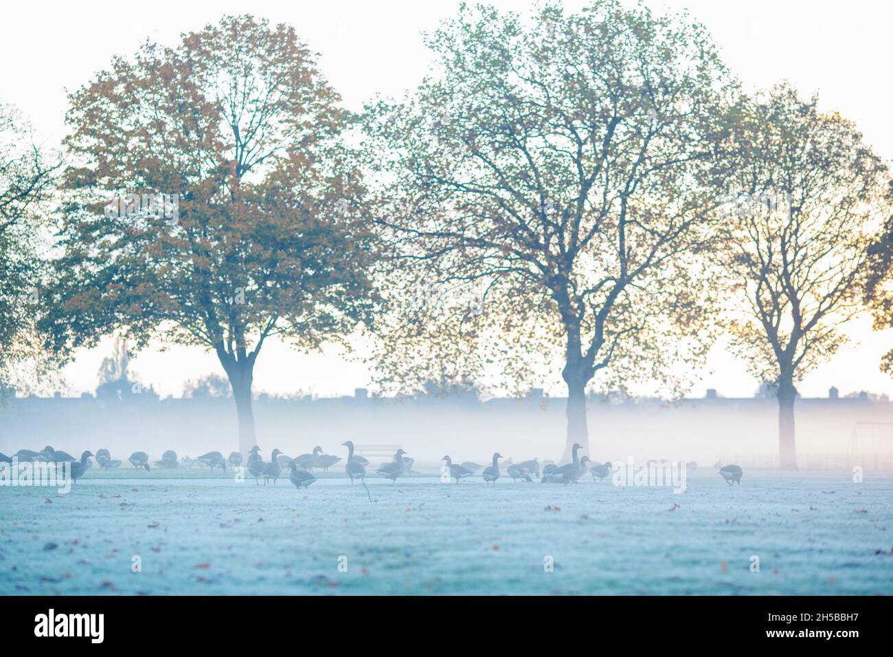 A morning mist in a park in Ilford, East London, as the temperature