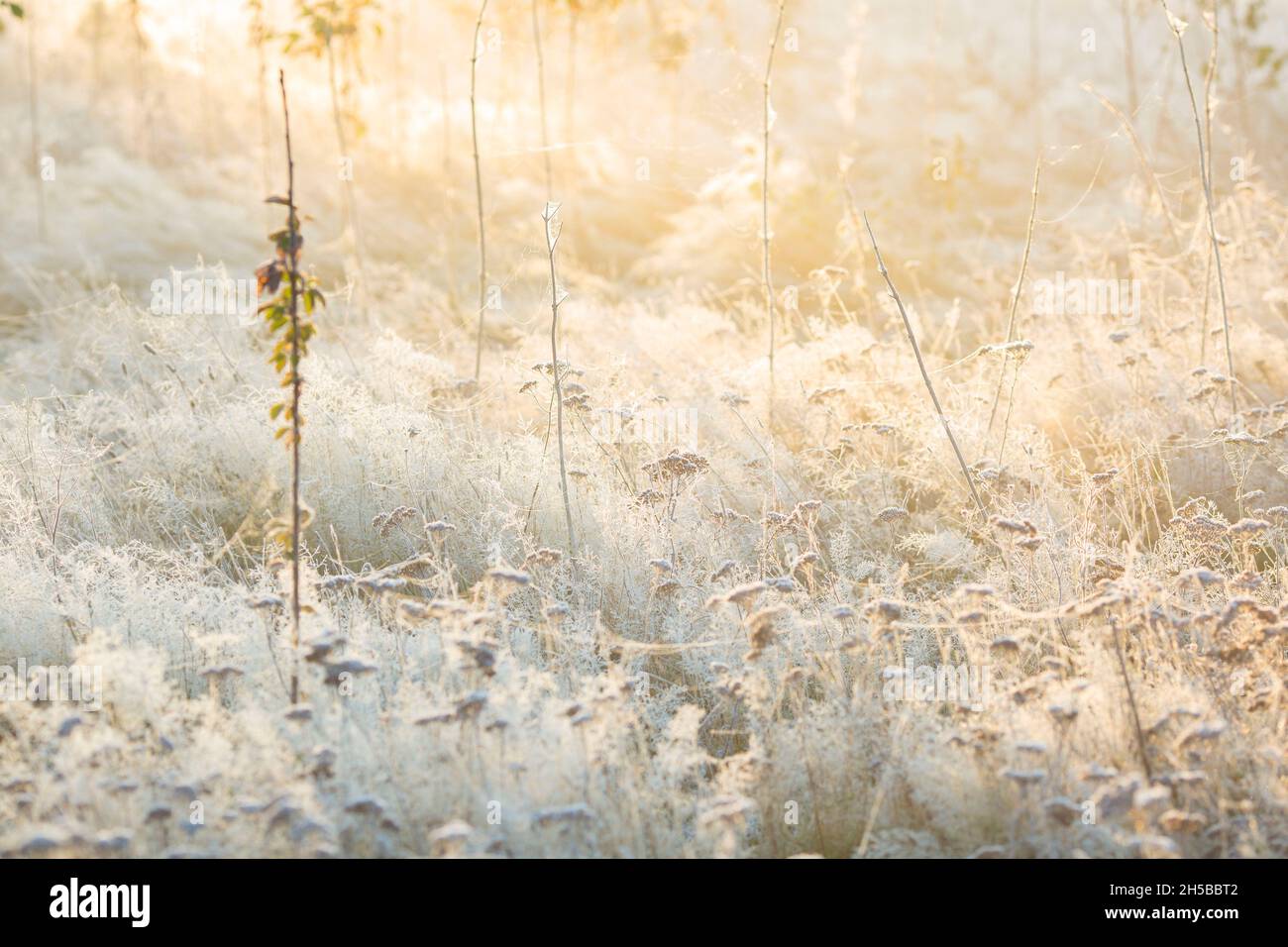 A morning mist in a park in Ilford, East London, as the temperature
