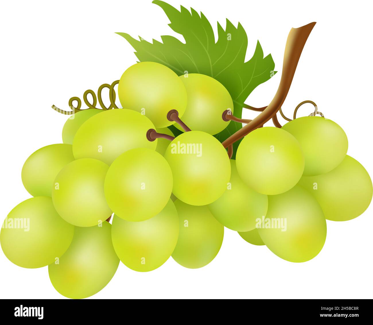 White grapes bunch. Winery object, realistic grape isolated on ...