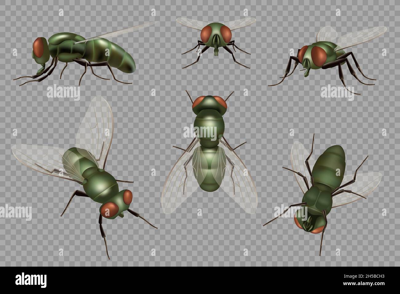 Fly set. Realistic dirt insects pests decent vector mosquito illustrations Stock Vector