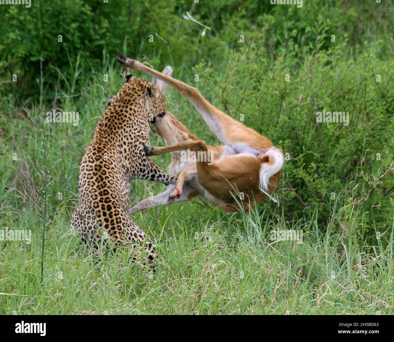 Leopard (Panthera pardus) Hunts an Impala (Aepyceros melampus) at the moment of the kill. Photographed at Serengeti National Park, Tanzania Stock Photo