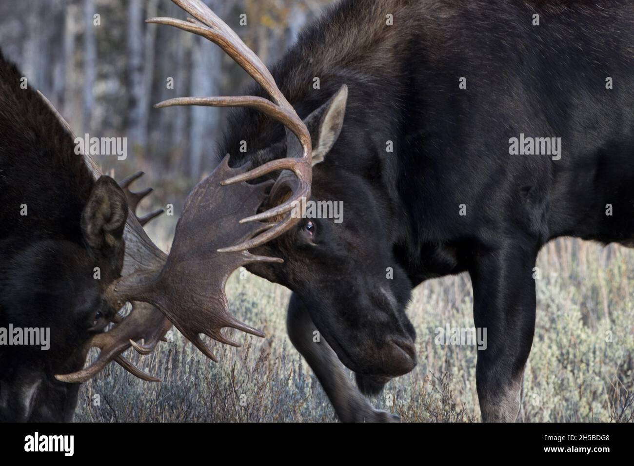Bull moose battle fiercely with locked antlers during autumn rut in Jackson, Wyoming, along Moose Wilson Road in horizontal close up Stock Photo