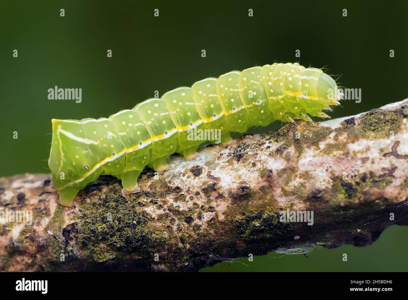 Copper Underwing moth caterpillar ( Amphipyra pyramidea) crawling along branch. Tipperary, Ireland Stock Photo