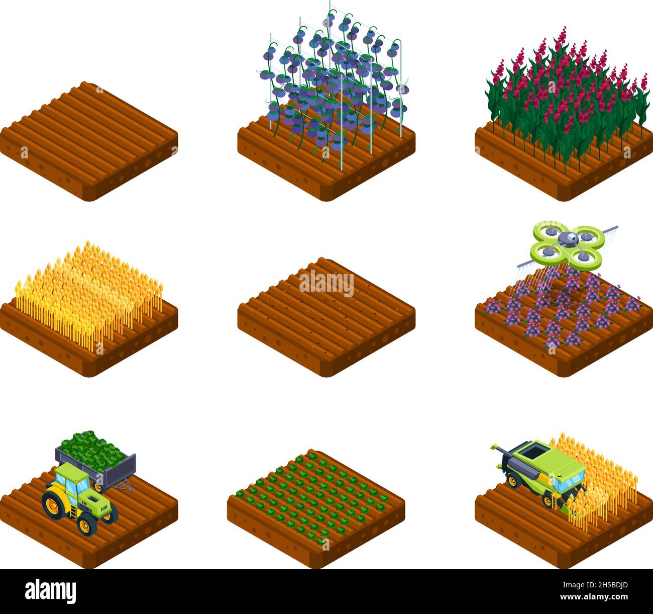 Harvest stages. Farm field wheat and vegetables growing agricultural processes garish vector isometric collection Stock Vector