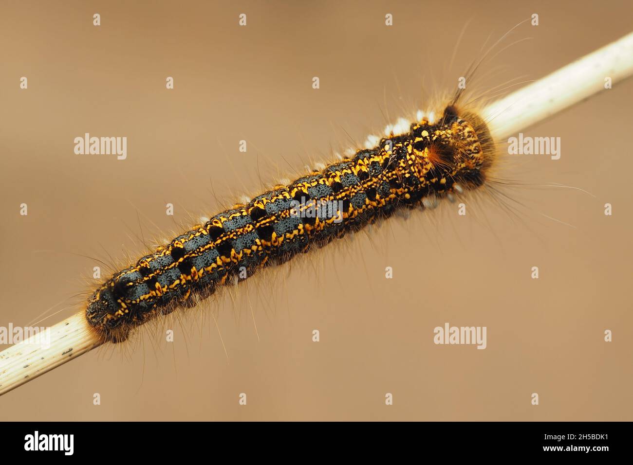 Dorsal view of Drinker moth caterpillar (Euthrix potatoria) crawling up plant stem. Tipperary, Ireland Stock Photo