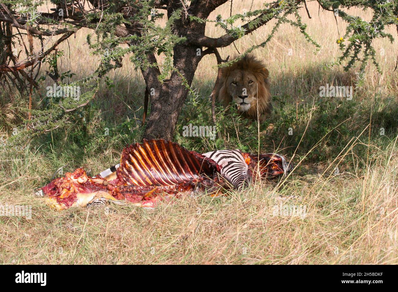 Lion resting next to a half eaten zebra carcass Photographed Masai Mara, Kenya Stock Photo
