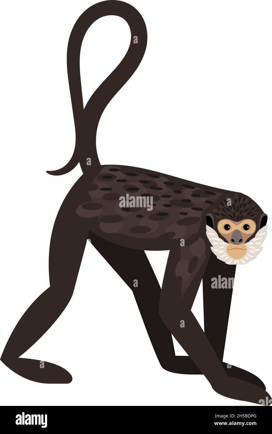 Monkey with tail. Cartoon funny character of zoo, comic fluffy animal of  cinema, vector illustration of spidermonkey isolated on white background  Stock Vector Image & Art - Alamy