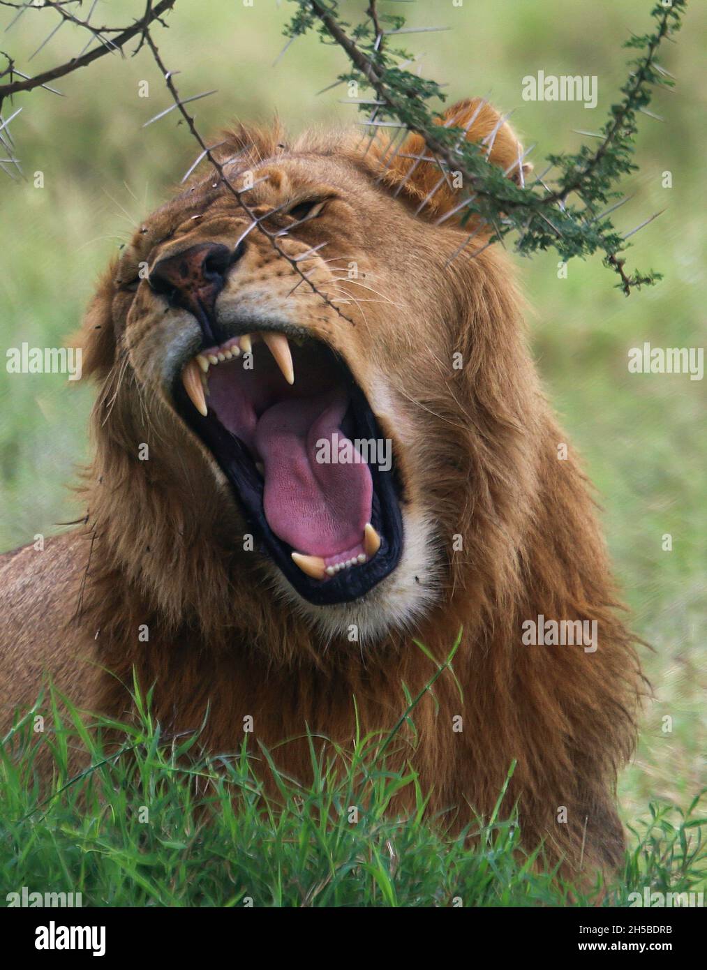 Roaring male African lion. Photographed in Serengeti national Park, Tanzania Stock Photo