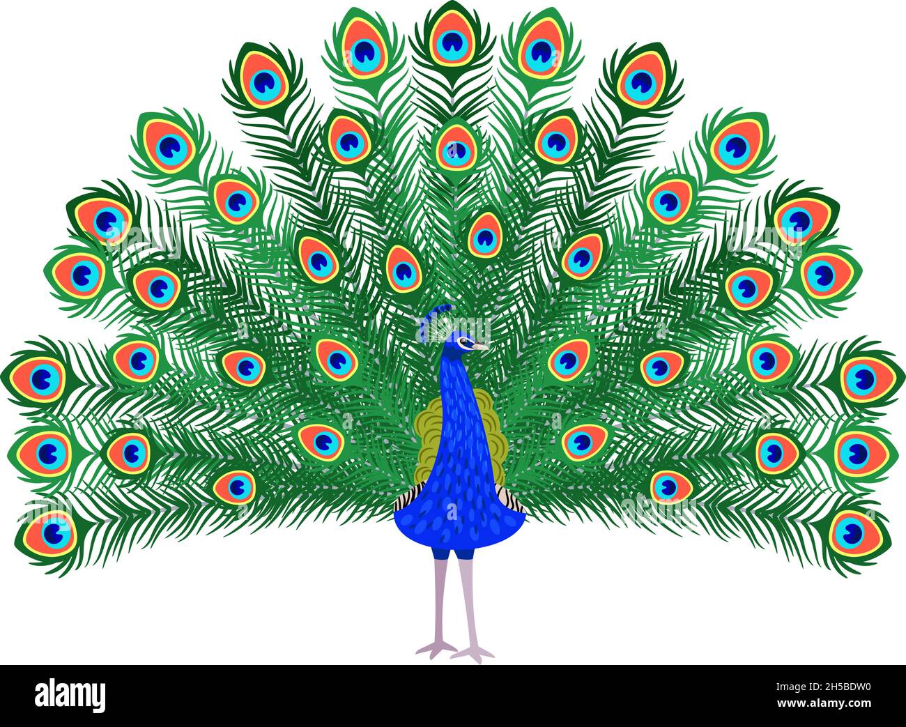 Beautiful peacock. Cartoon bird with ornamental feathers, character of  nature with decorative elegant plumage, vector illustration of exotic  animal isolated on white background Stock Vector Image & Art - Alamy