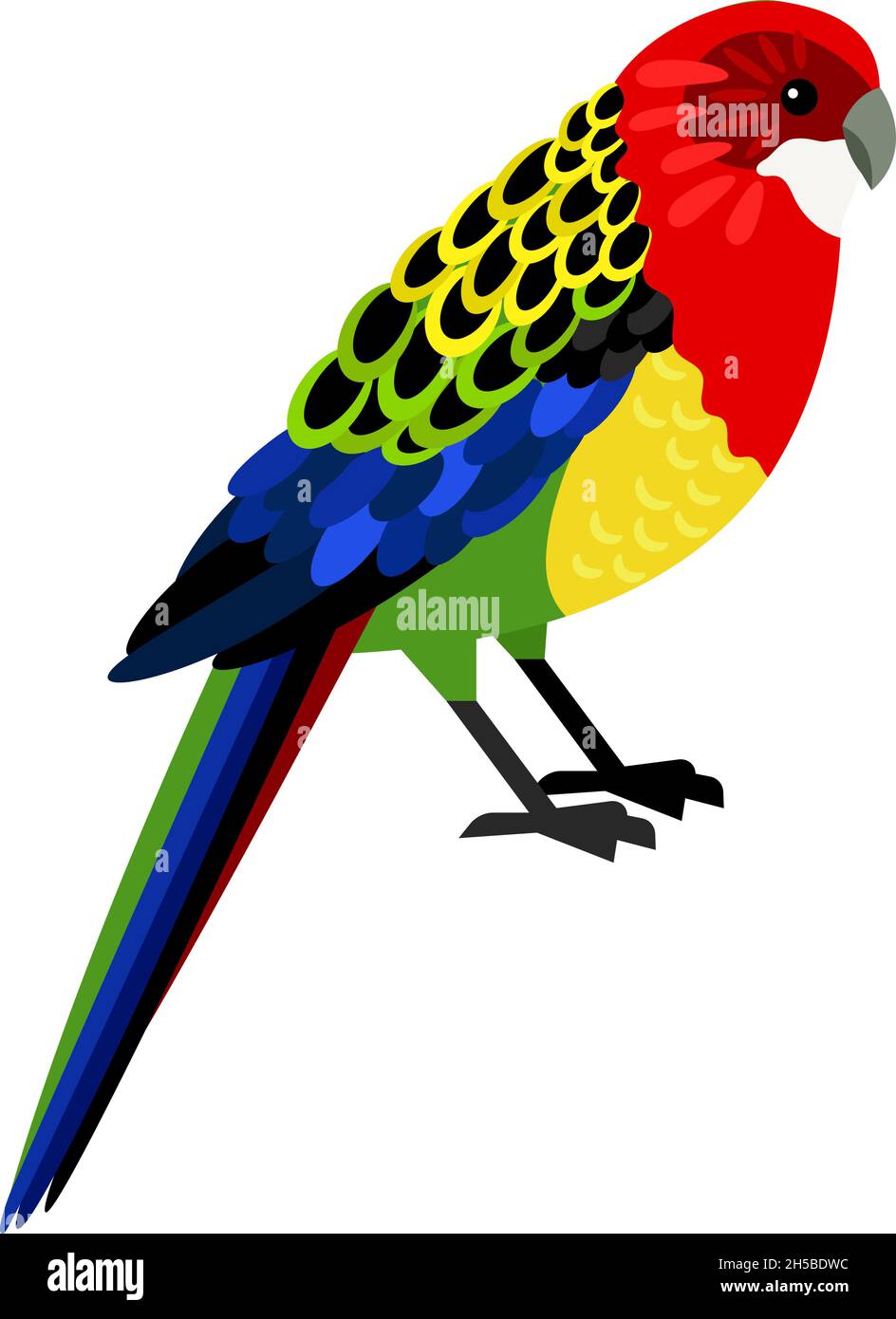 Colorful parrot. Cartoon tropical bird, exotic character of zoo with beautiful feathers, vector illustration of eastern rosella isolated on white background Stock Vector