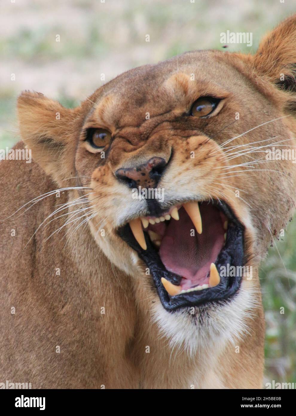 Roaring female African lioness. Photographed in Serengeti national Park, Tanzania Stock Photo