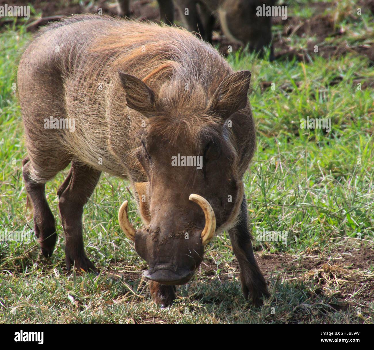 close up of a Warthog (Phacochoerus africanus) rolls in the mud Photographed at Serengeti Tanzania Stock Photo