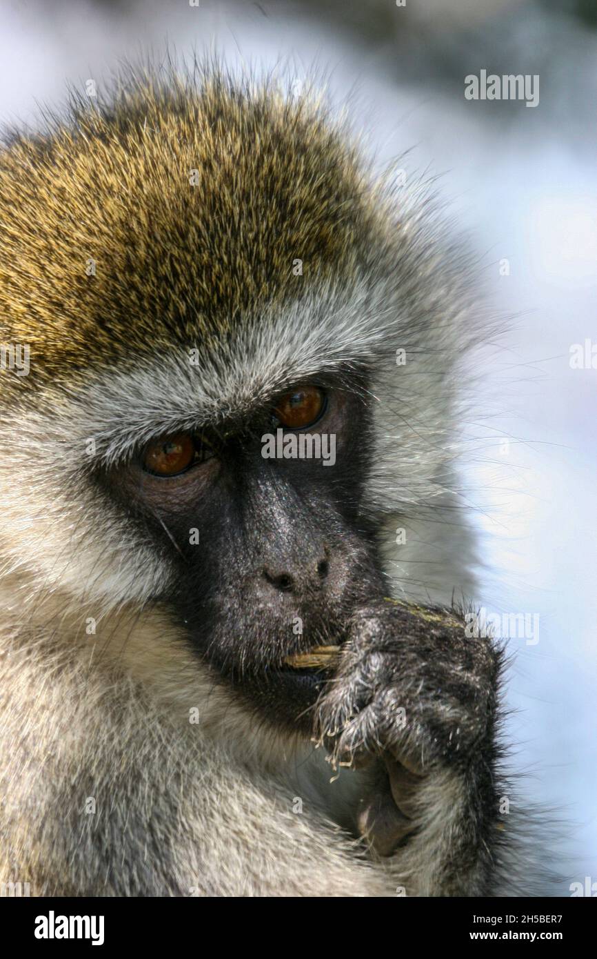 close up cropped portrait of a Vervet Monkey (Chlorocebus sabaceus) aka green monkey, sabaeus monkey or the callithrix monkey, is an Old World monkey Stock Photo