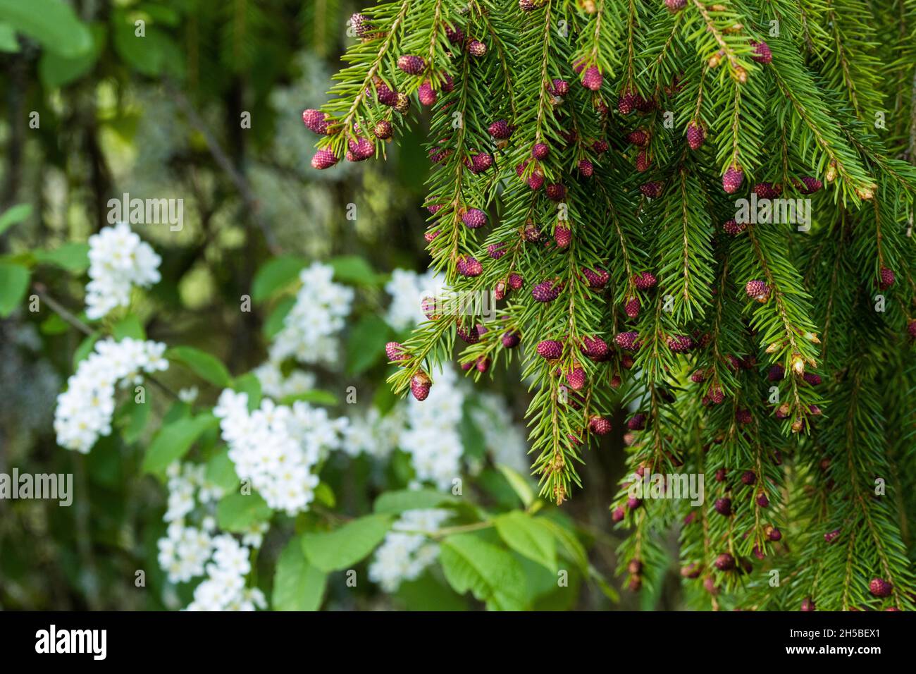 Beautiful, red European spruce, Picea Abies catkins on a spring day. Stock Photo