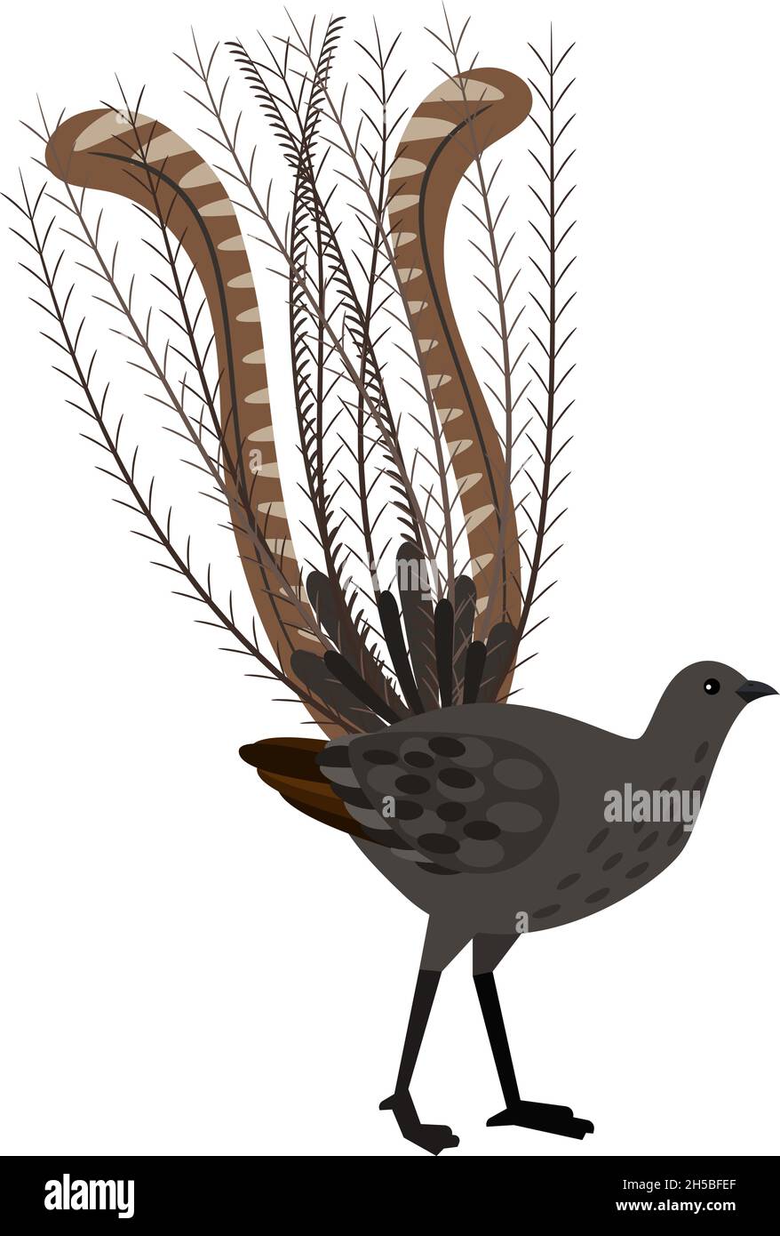 Bird with long feathers. Cartoon beautiful ornithology character, exotic  flying animal, vector illustration of lyrebird isolated on white background  Stock Vector Image & Art - Alamy