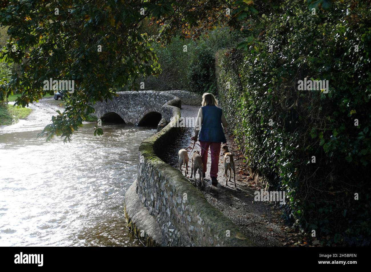 A woman walking her dogs across the medieval Gallox bridge in Dunster. Stock Photo