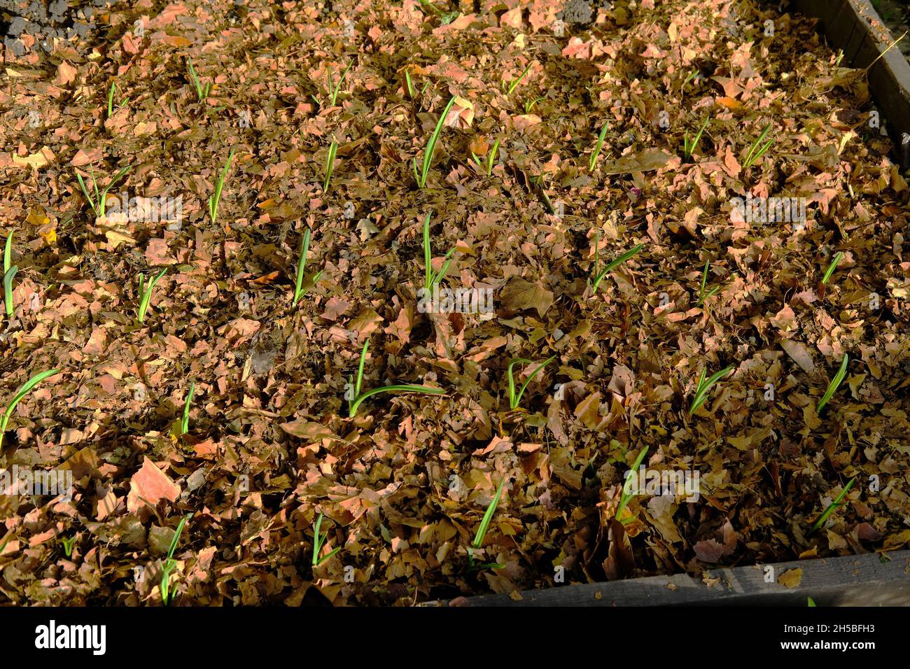 Growing garlic mulched with leaves in the autumn sunshine. Stock Photo
