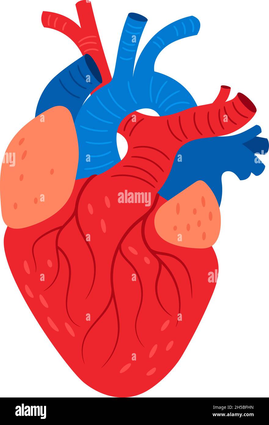 Anatomical heart. Cartoon human biological cardiovascular organ, vector