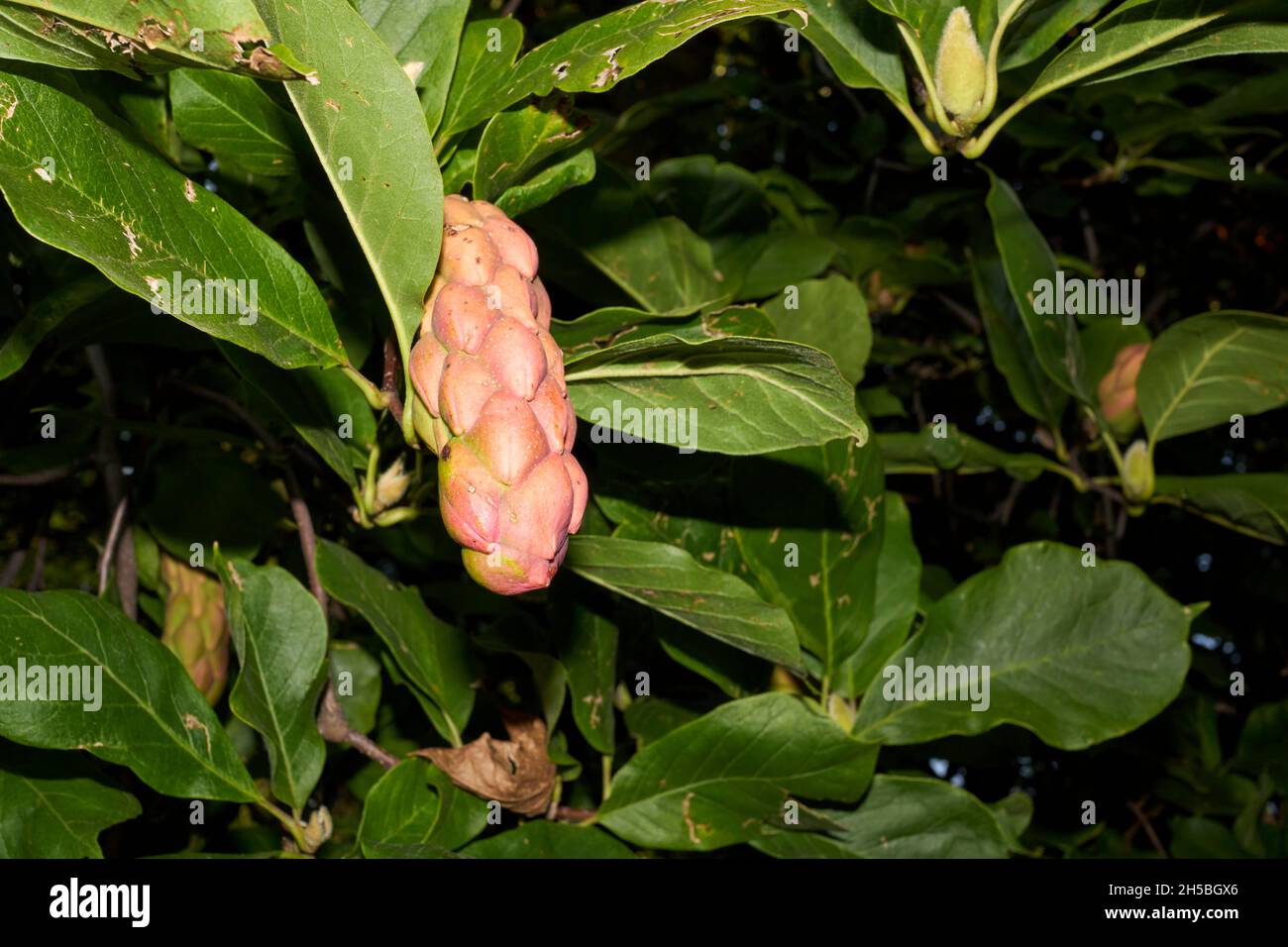 Magnolia liliiflora fresh fruit and bark close up Stock Photo