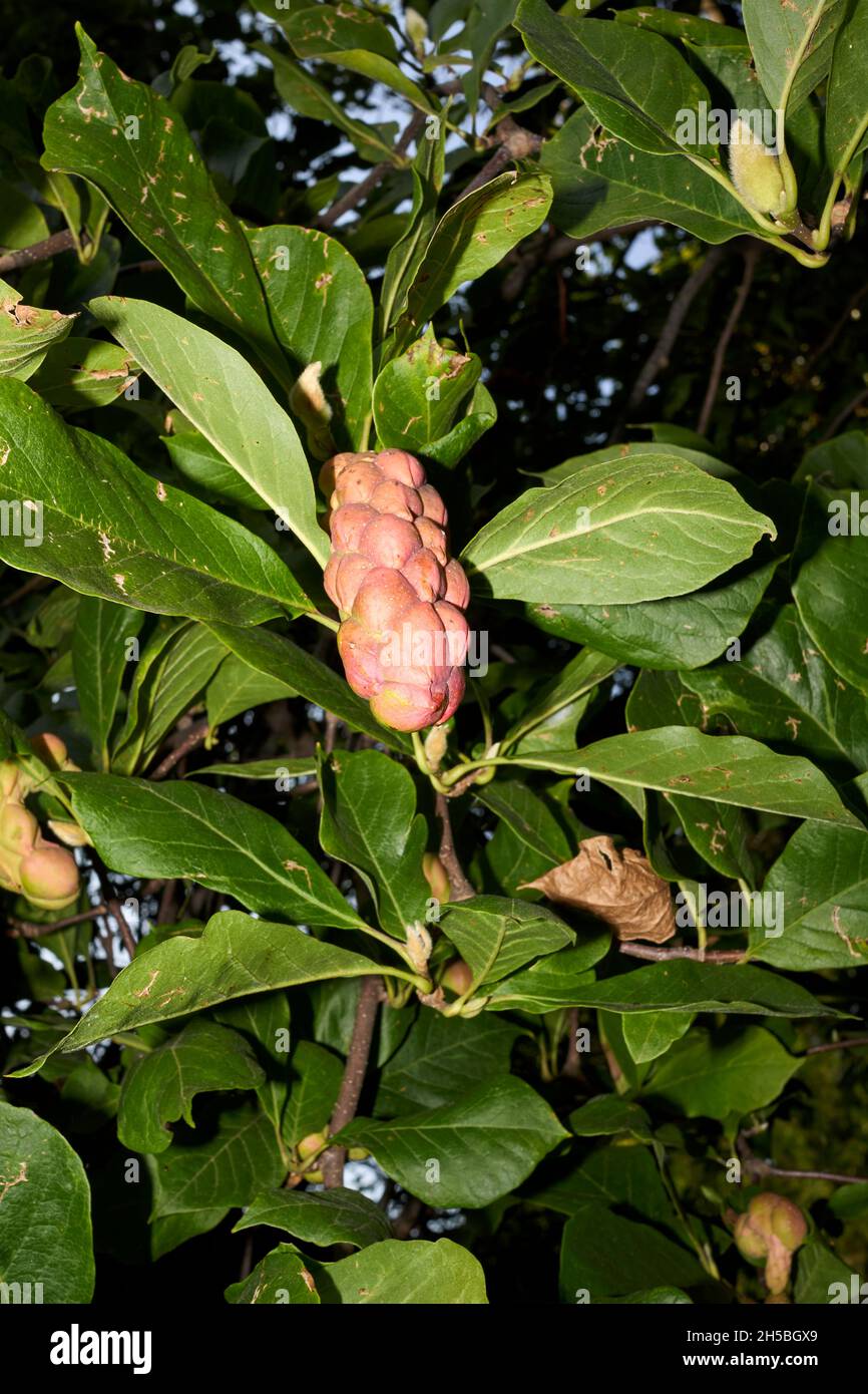 Magnolia liliiflora fresh fruit and bark close up Stock Photo