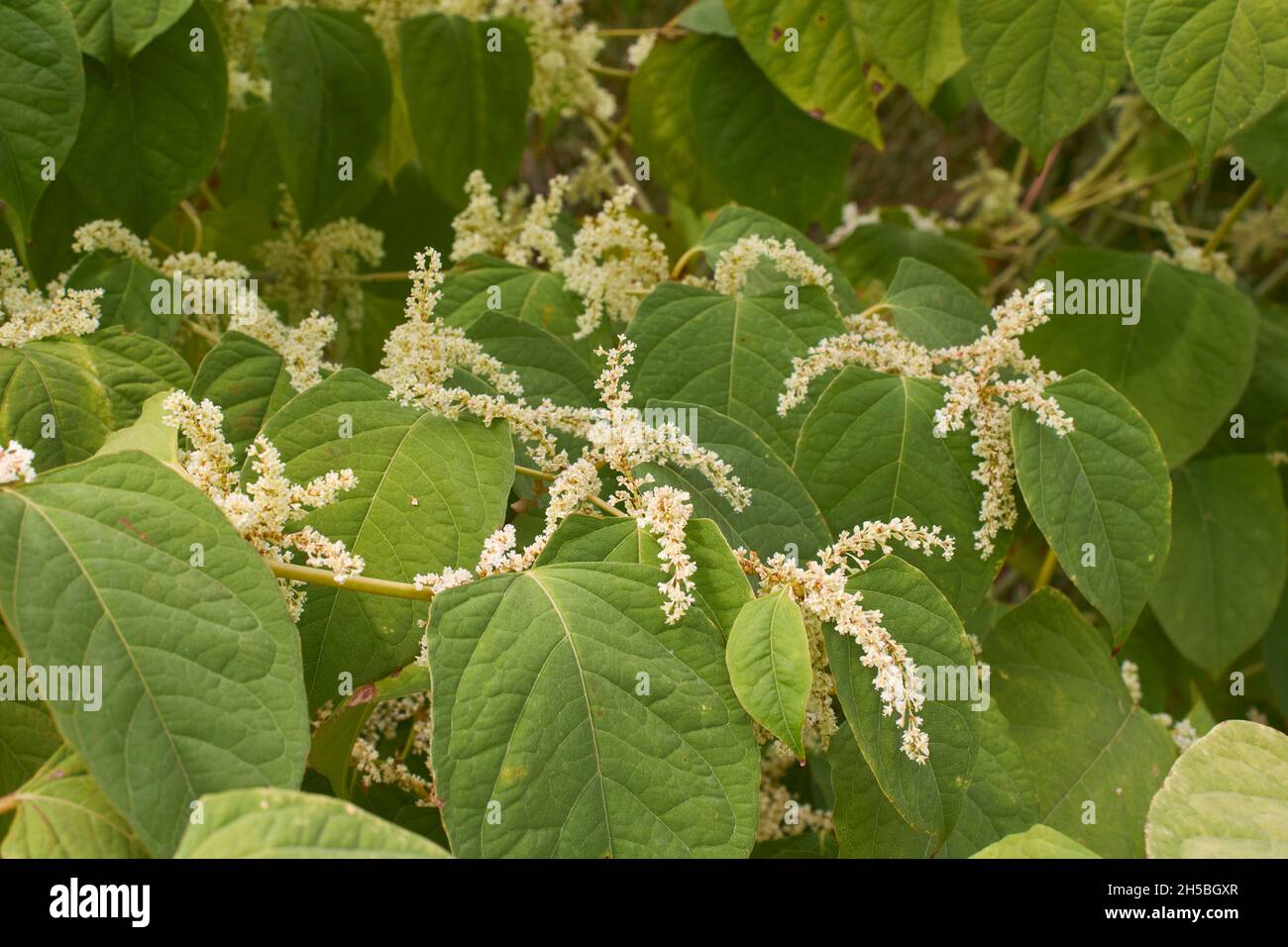 white inflorescence of Reynoutria japonica shrub Stock Photo