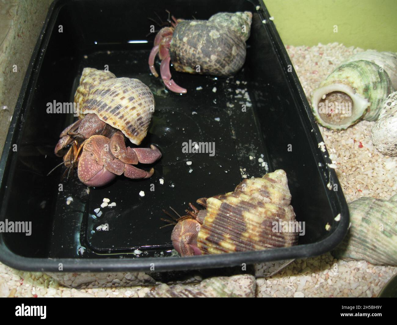 Land hermit crab (Coenobita sp.) for sale at a pet shop Stock Photo
