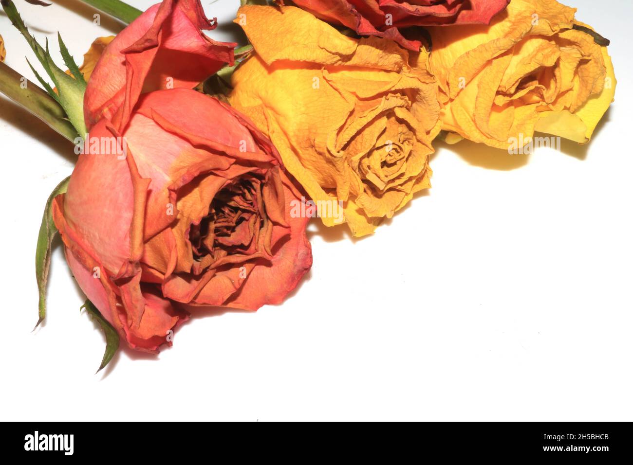 A Yellow Pink Dead Dried Roses and Petals of the Flower on a White ...