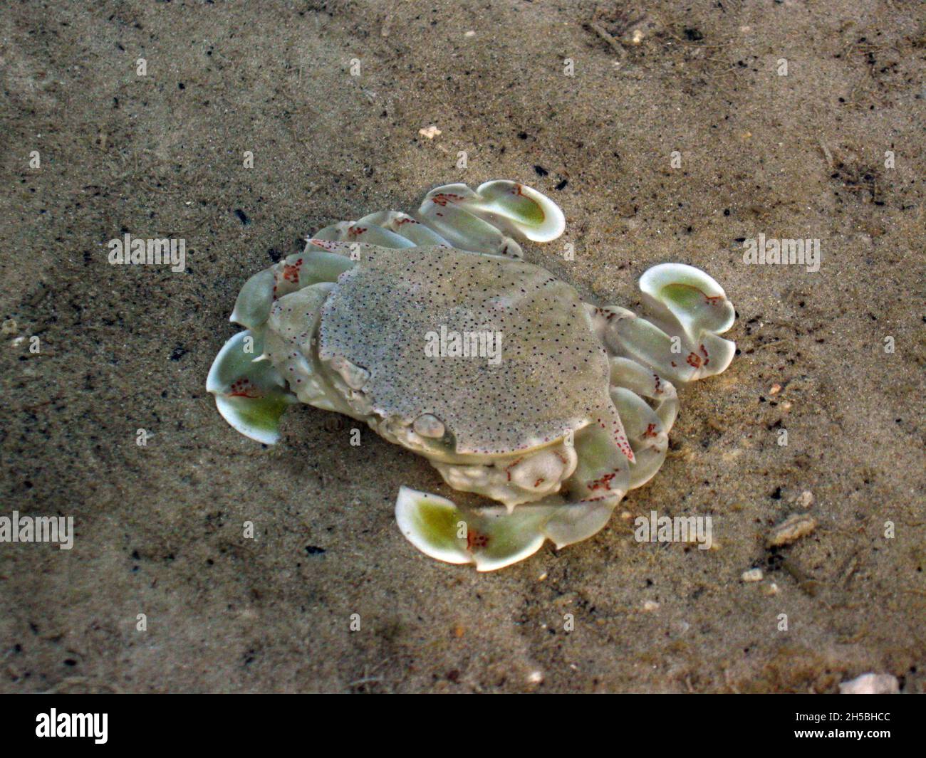 Indo-Pacific or Erythrean moon crab, Matuta victor Stock Photo