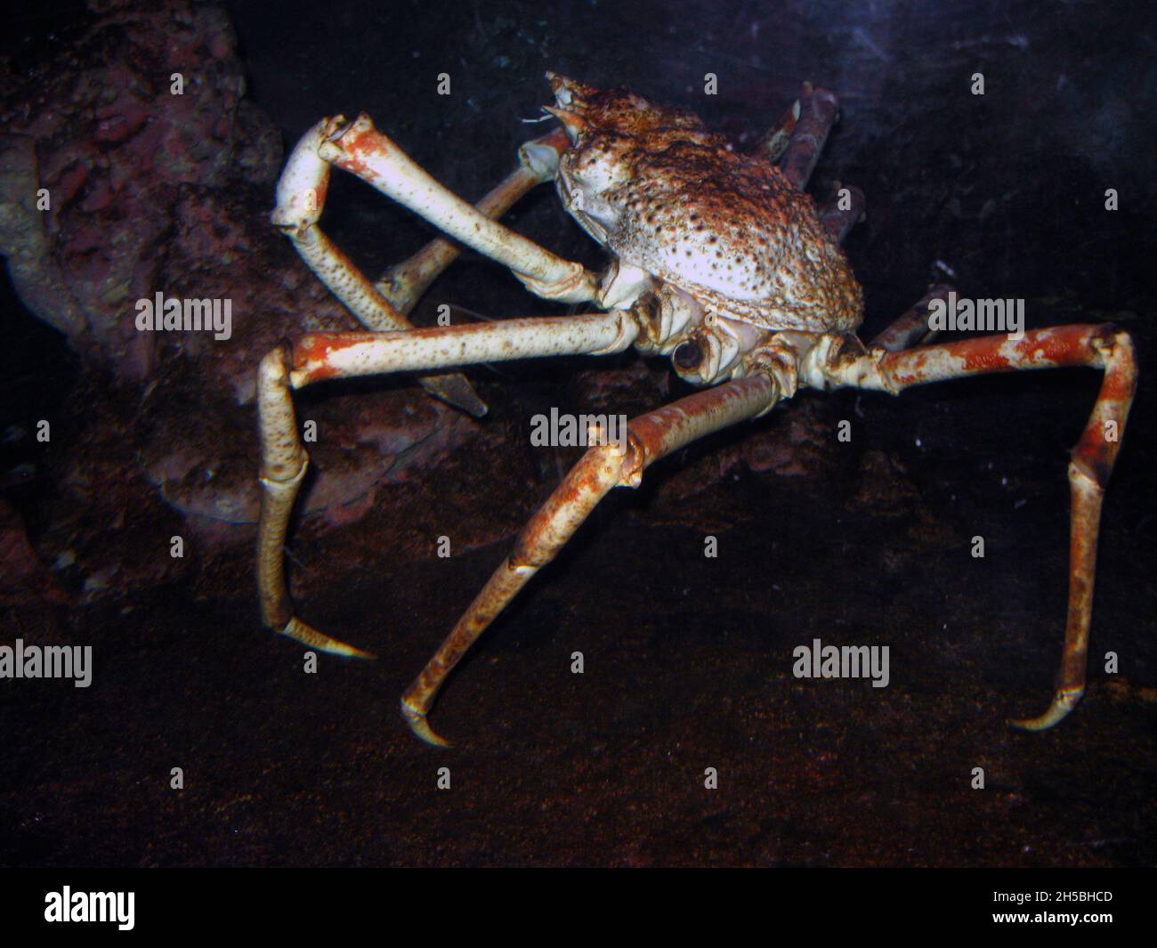 The Japanese giant spider crab (Macrocheira kaempferi) Stock Photo