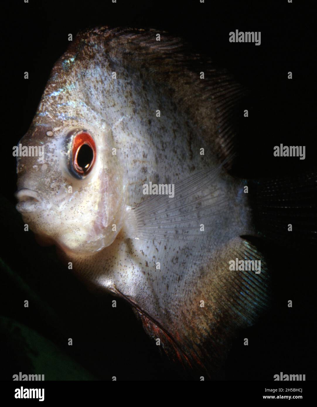 Sick Discus fish (Symphysodon aequifasciatus) Stock Photo