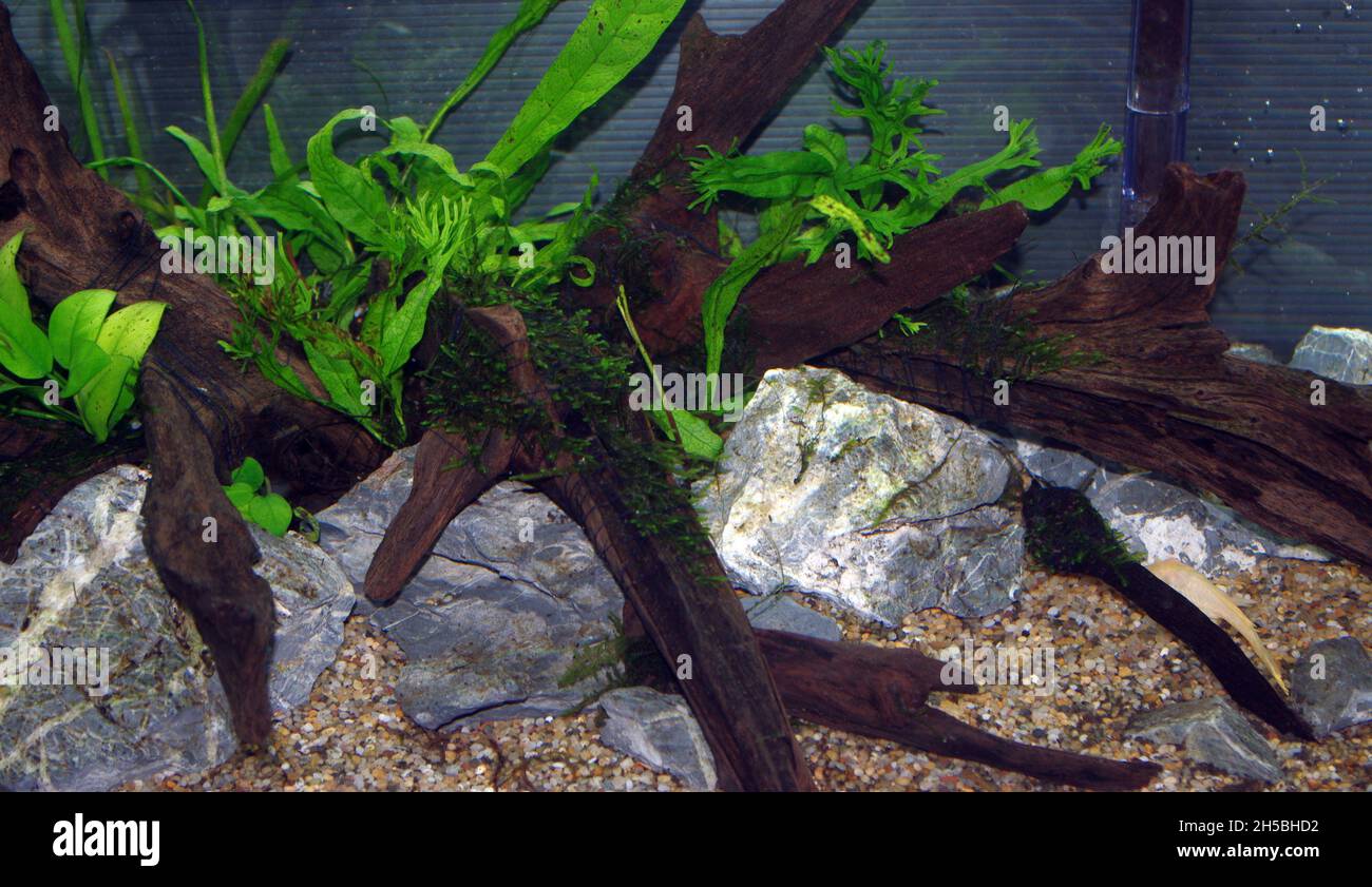 Java fern (Microsorum pteropus) and Java moss (Vesicularia sp.) growing on bog root Stock Photo