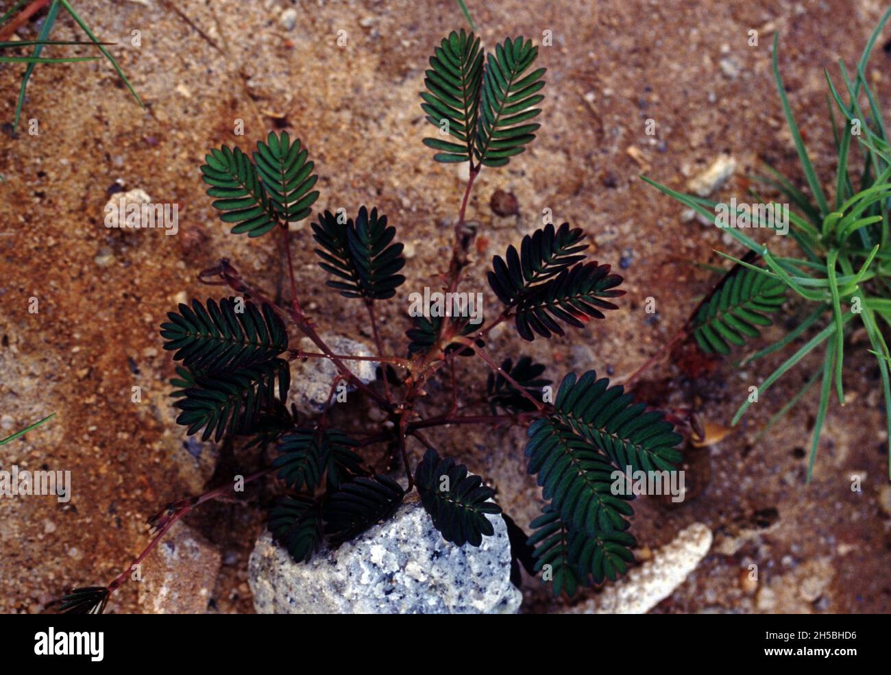 Mimosa pudica also called sensitive plant, sleepy plant, action plant, touch-me-not, shameplant Stock Photo