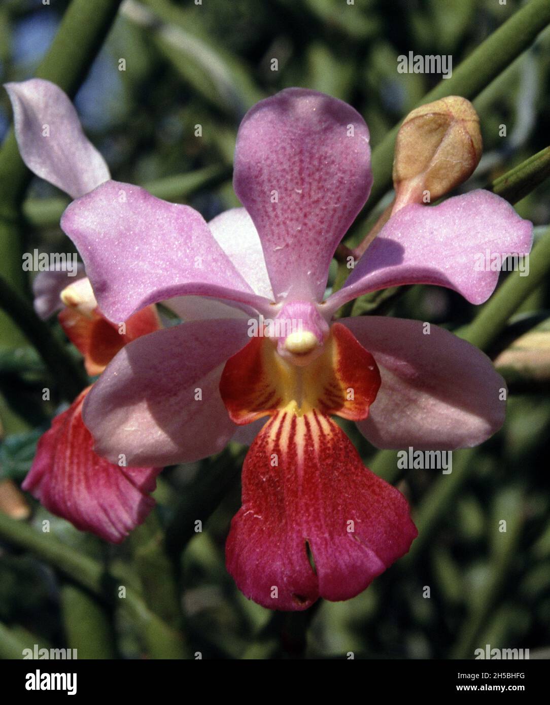 Vanda Miss Joaquim orchid, Singapore's national flower Stock Photo