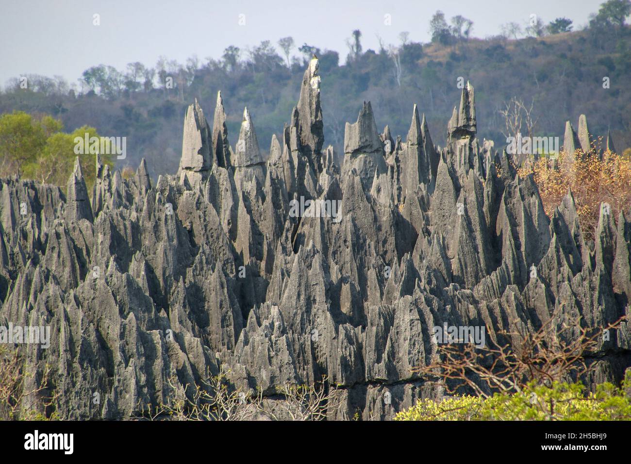 Madagascar, Tsingy de Bemaraha Strict Nature Reserve - eroded Karst limestone Stock Photo