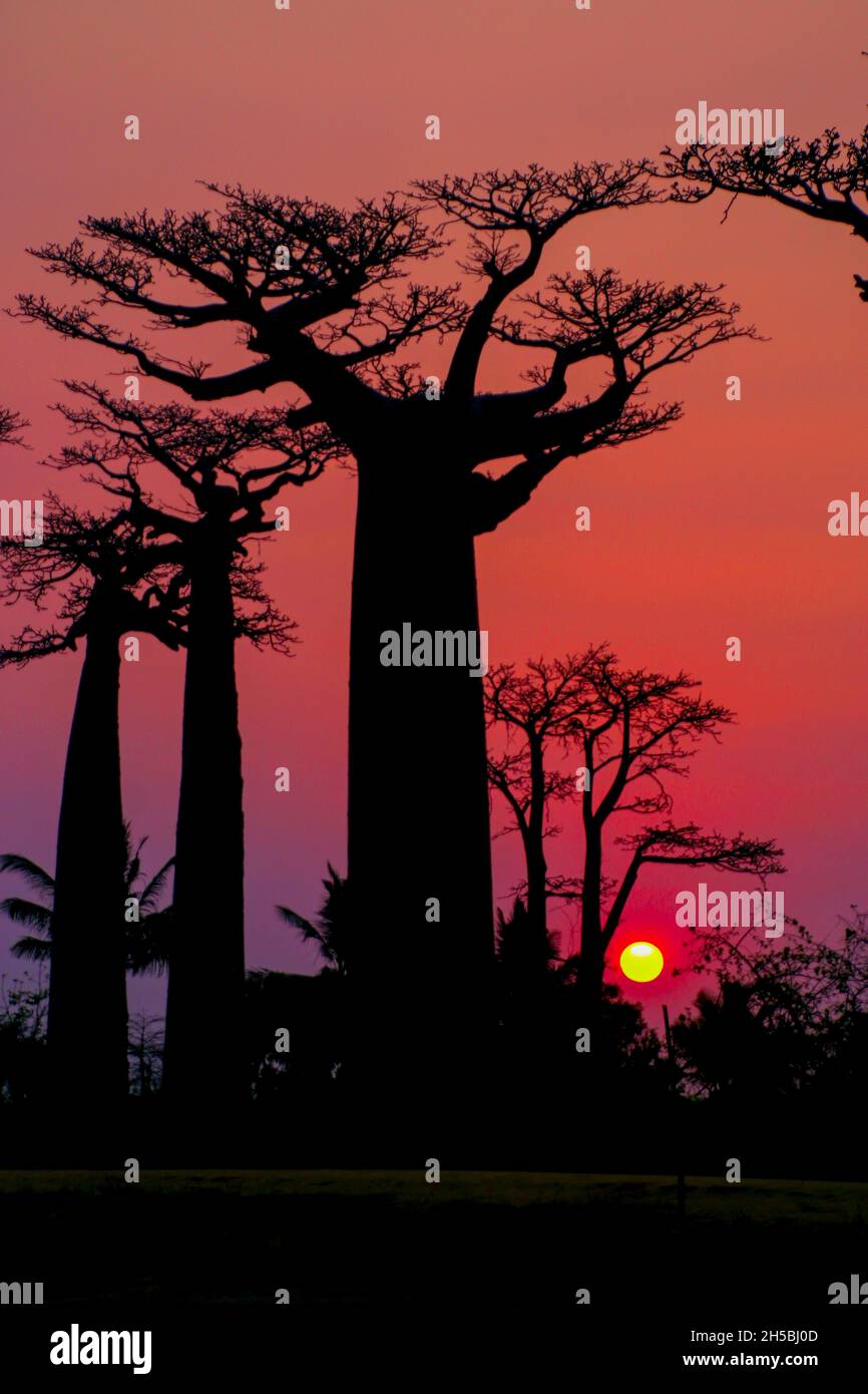 Africa, Madagascar, Morondava, Grandidier's Baobab (Adansonia grandidieri) Avenue at sunset. This tree is endemic to the island Stock Photo