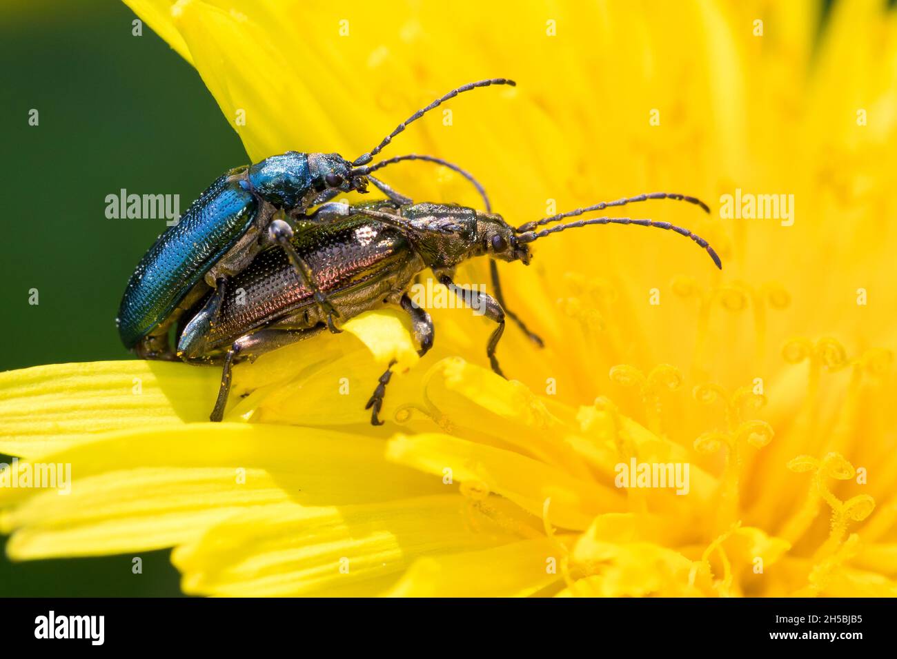 Seidiger Rohrkäfer, Paarung, Kopulation, Kopula, Rohrkäfer, Plateumaris sericea, reed beetle, reed-beetle, reed beetles Stock Photo