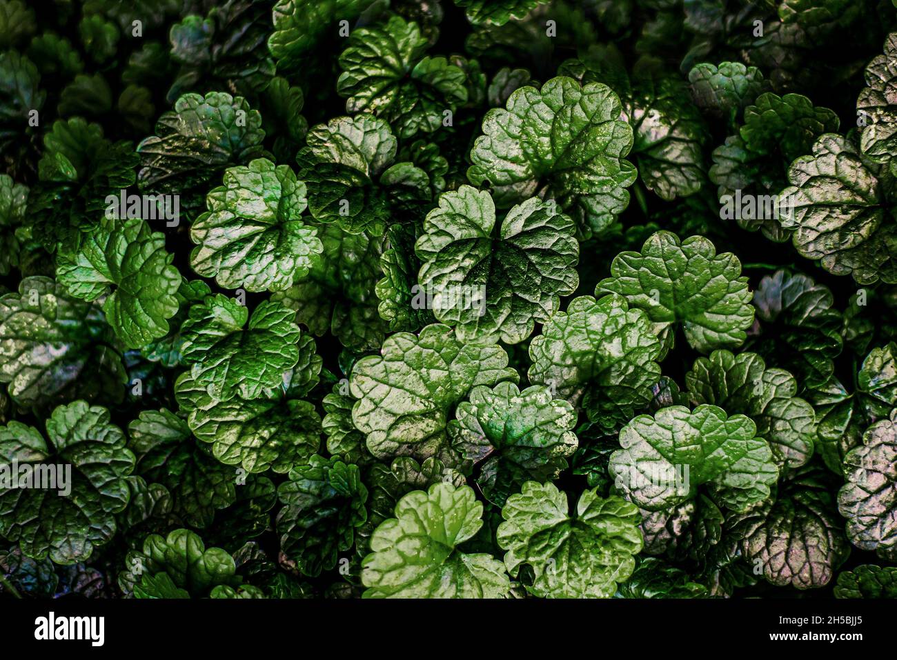 Dark green leaves with textures veins as floral background Stock Photo