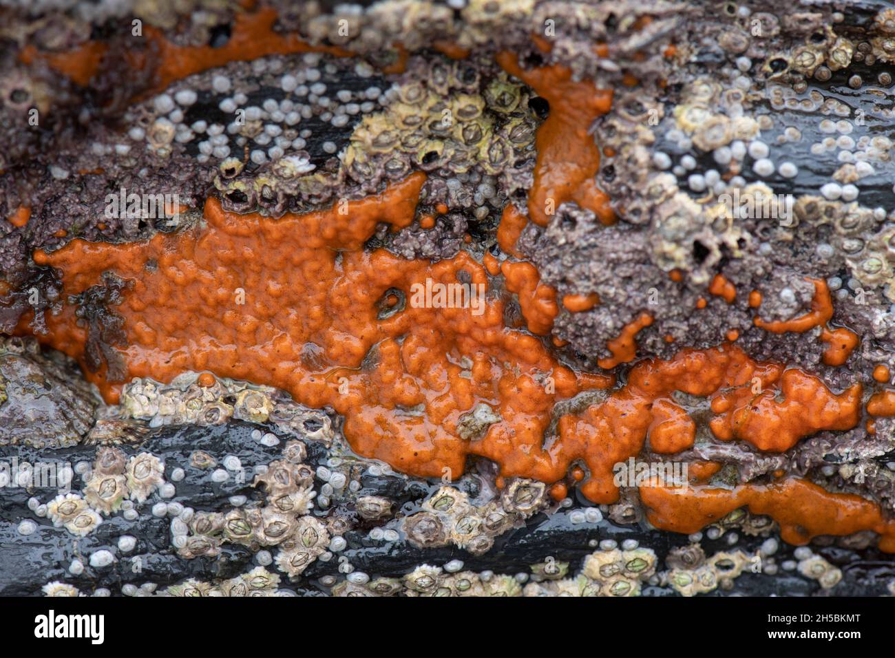 Breadcrumb Sponge: Halichondria panicea. Cornwall, UK Stock Photo