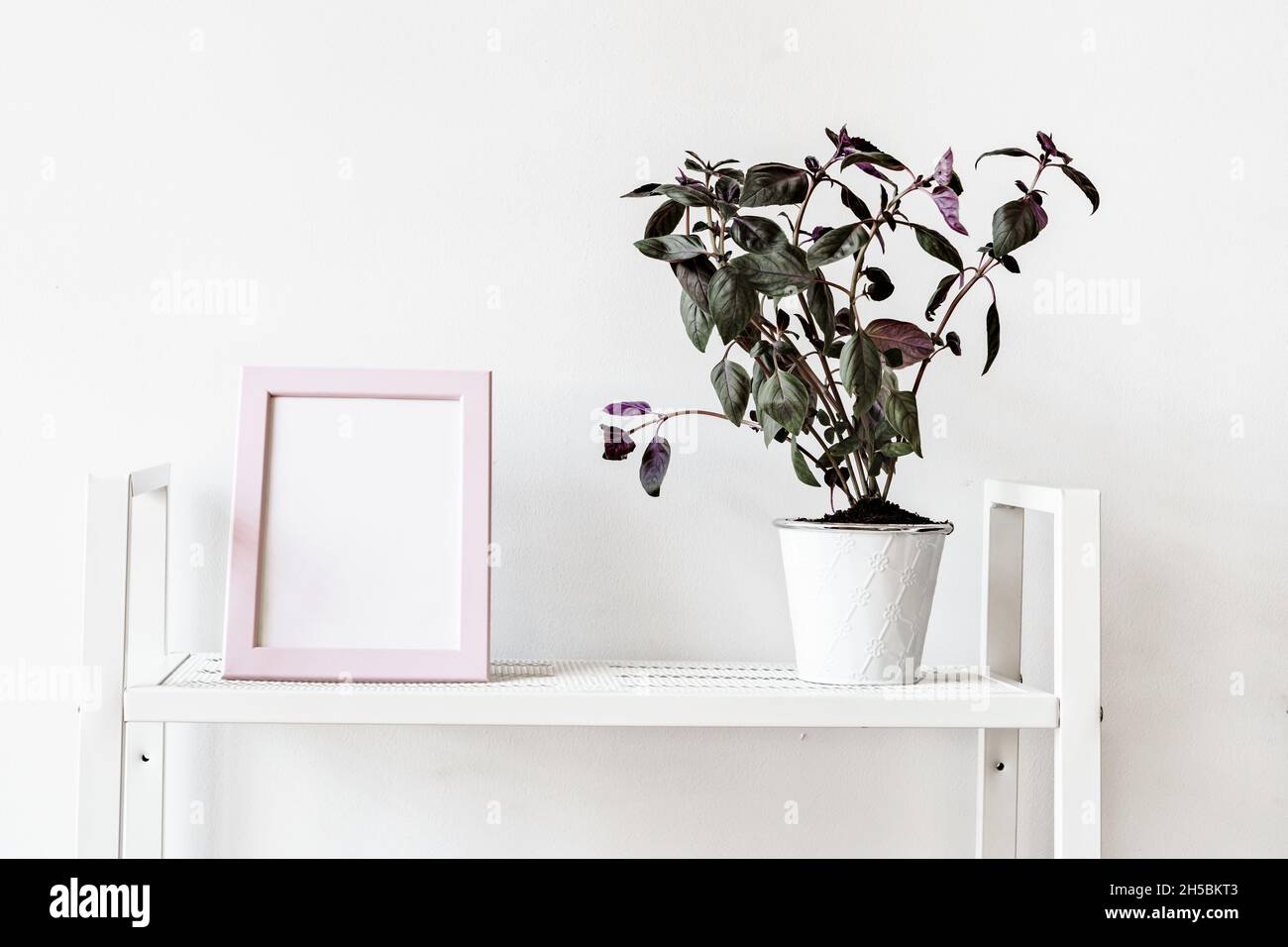 House plants in pots on white shelf at home Stock Photo - Alamy