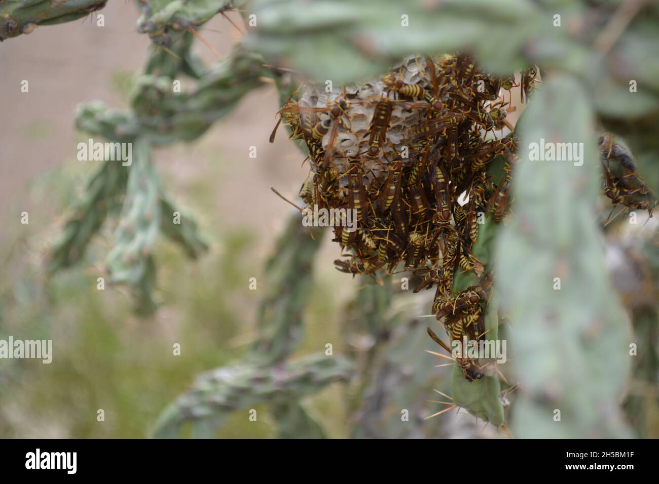 Populated Wasp Nest in the plant of Fouqueria. Stock Photo