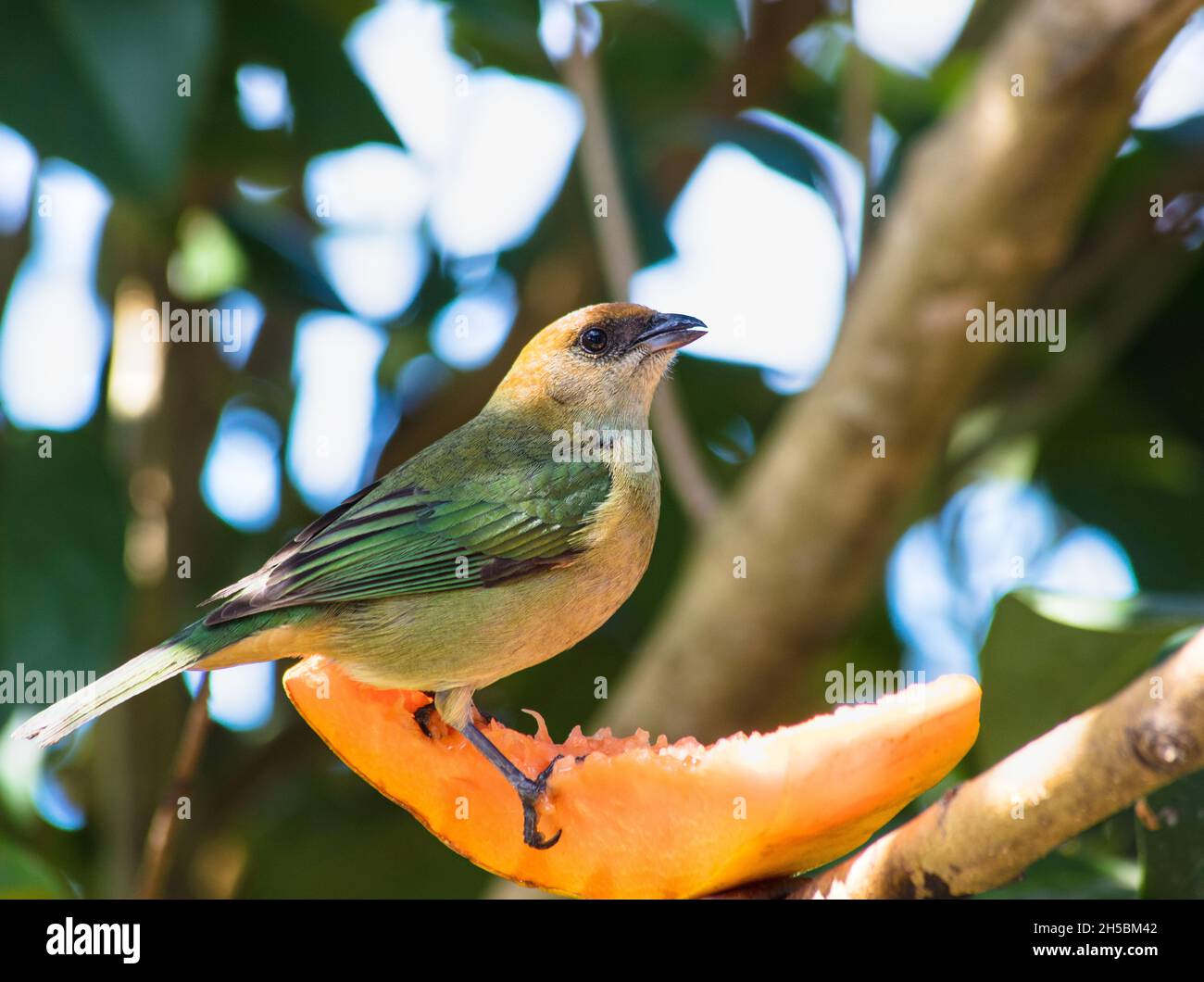 Bird eating papaya hires stock photography and images Alamy