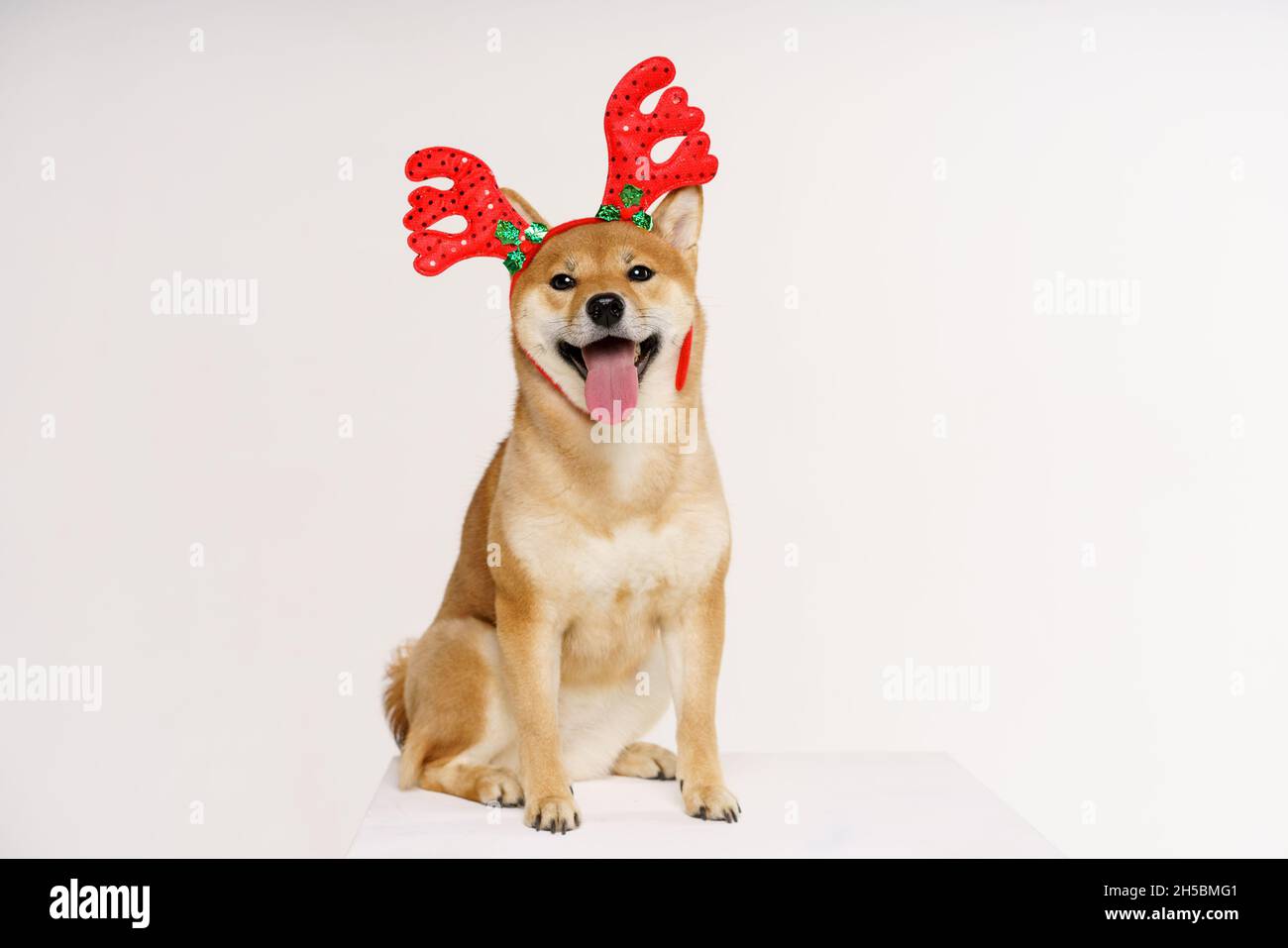 Cute funny dog in red deer antlers posing in studio on light background. Concept for christmas and new year holidays and discounts. High quality photo Stock Photo
